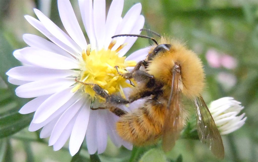 Bombus pascuorum?